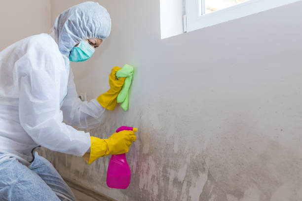 Best Attic Mold Removal in USA